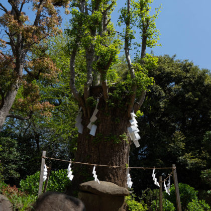 Sacred tree located in Enoshima