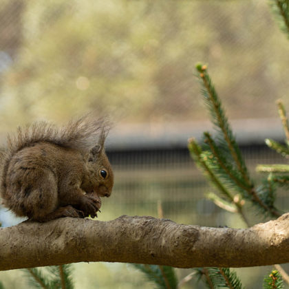 Wild squirrel on a pine tree
