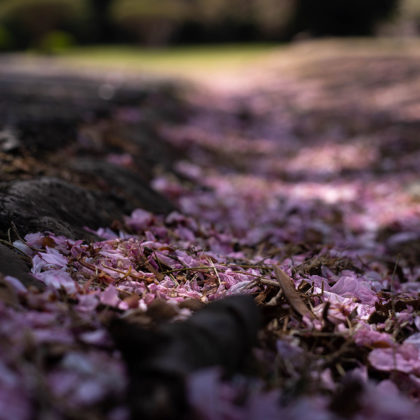 Scattered cherry blossom petals