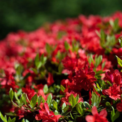 Bright red azalea flowers