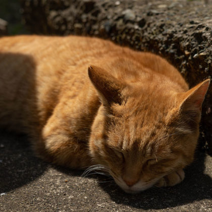 Stray cats of Enoshima taking a nap