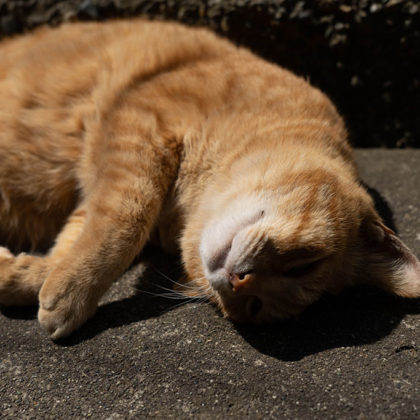 Stray cats of Enoshima waking up from a nap