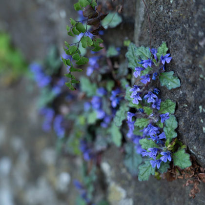 Wildflowers between the stone bricks