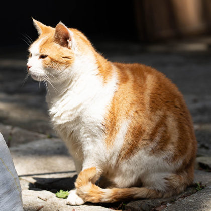 Stray cats of Enoshima